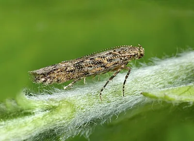 Windmill Hill, Worcestershire.  Gen Det, female.
SP 072477

A South American species first detected in Spain in 2006 it is sweeping across Europe and North Africa. It is a serious pest of tomatoes but will also feed on potatoes and aubergines amongst others.