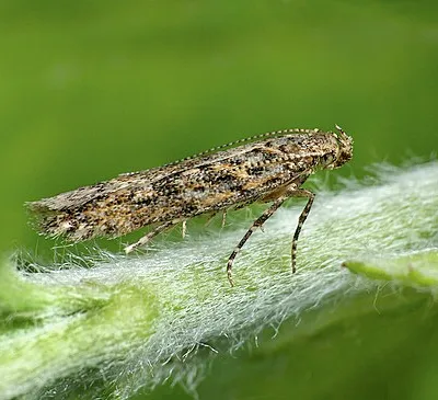 Windmill Hill, Worcestershire.  Gen Det, female.
SP 072477

A South American species first detected in Spain in 2006 it is sweeping across Europe and North Africa. It is a serious pest of tomatoes but will also feed on potatoes and aubergines amongst others.