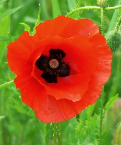 A poppy flower in June, near Savernake Submitted in December as a reminder of warmer days past.