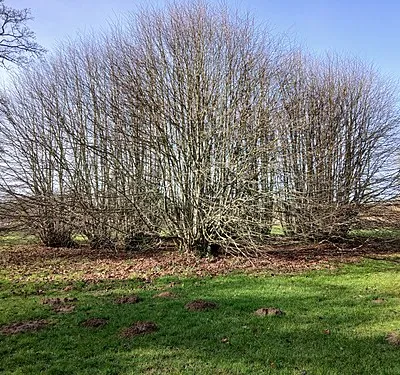 2,000 year old lime, Westonbirt