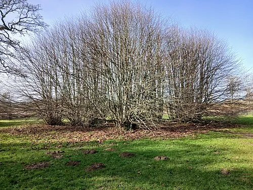 2,000 year old lime, Westonbirt