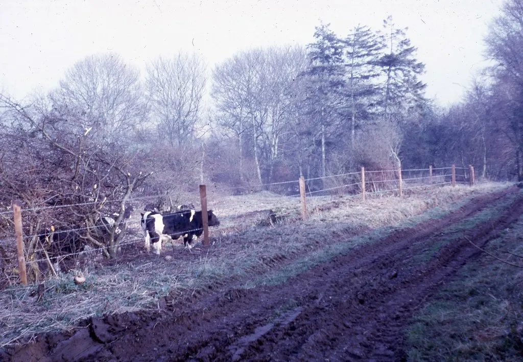A boggy place - Woodsend, Wiltshire
