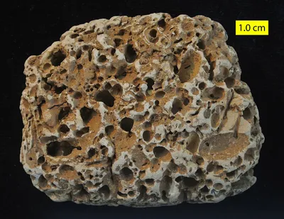 Numerous borings in a Cretaceous cobble, Faringdon, England.