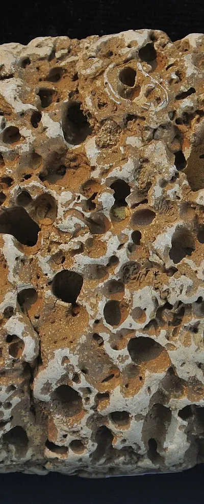 Numerous borings in a Cretaceous cobble, Faringdon, England.