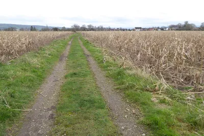 An unharvested field of maize