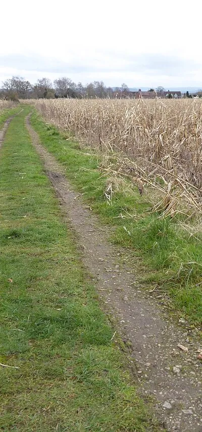 An unharvested field of maize