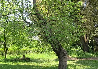 Ancient mulberry tree in the grounds of the Richard Jefferies museum