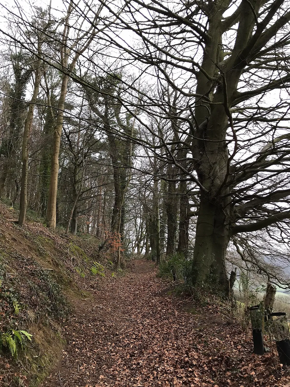 Path on West Hill in winter