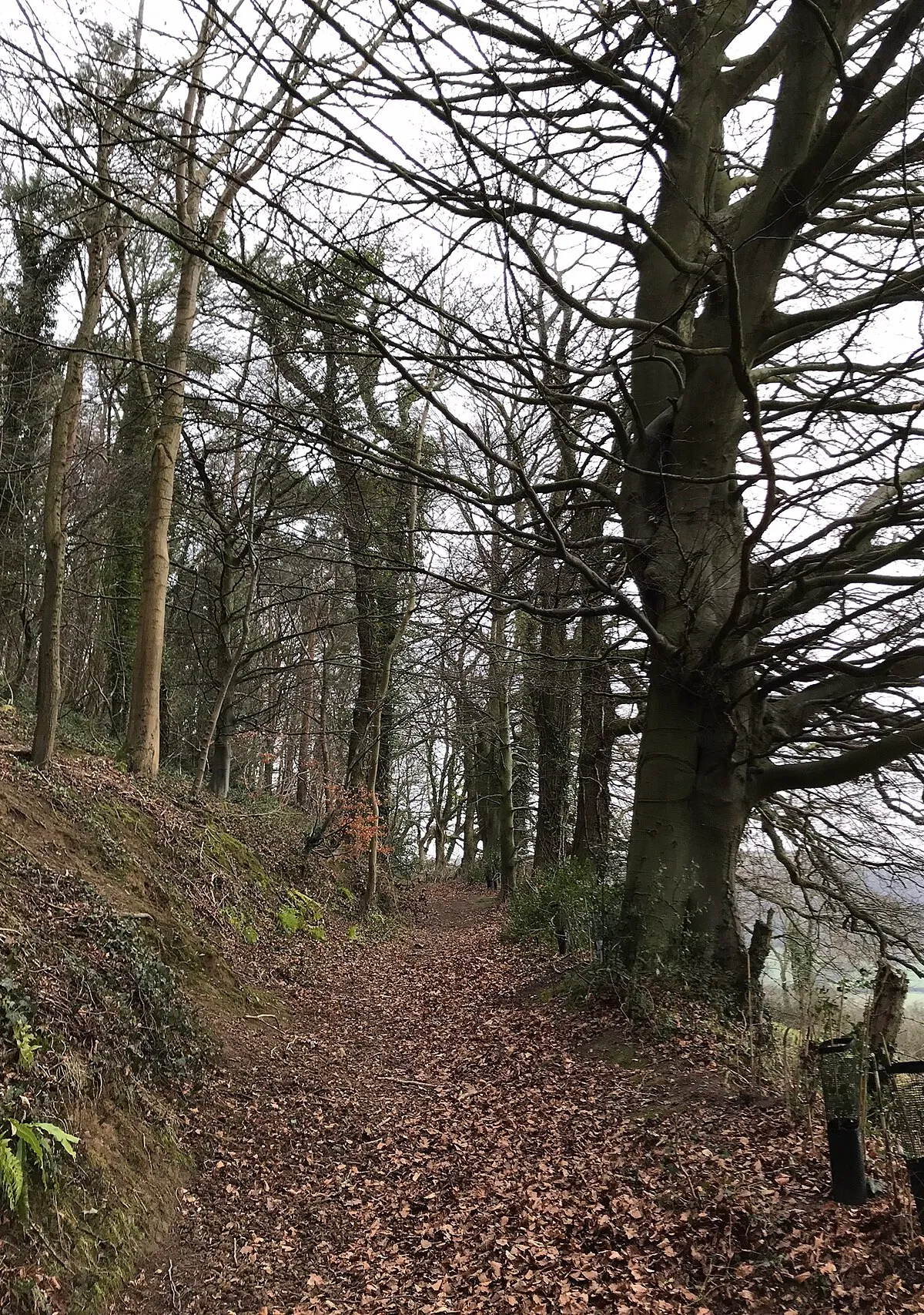 Path on West Hill in winter