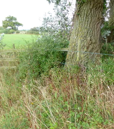 Barbed wire or broken stile?