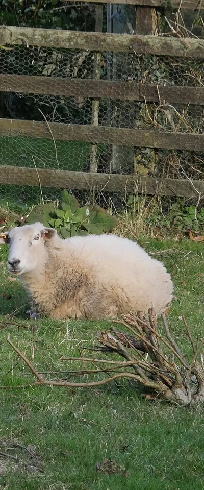 Abbot's Way sheep