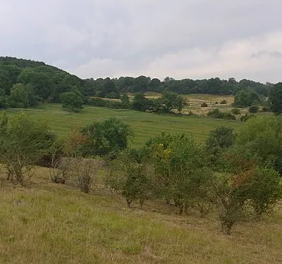 Below Stanley Wood