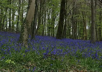 Bluebells at Rough Park above Prinknash