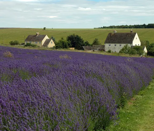 Cotswold Lavender