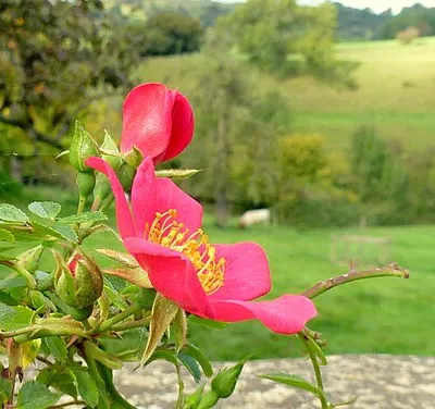 Wild rose at Standish Park