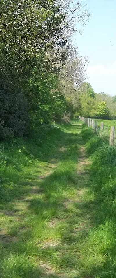 Alongside the copse