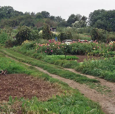 Allotments at Longborough