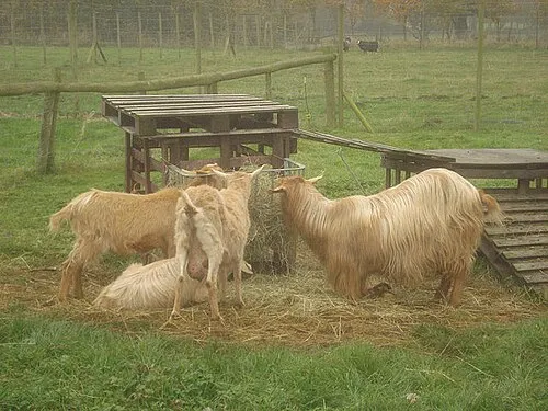 Domestic Fowl Trust - 2 Goats and sheep in the south end of the site.