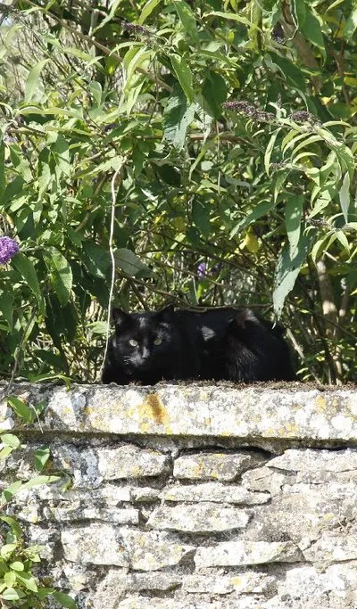 Another black cat