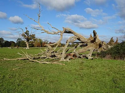 A fallen dead oak tree