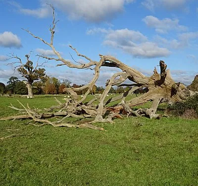 A fallen dead oak tree