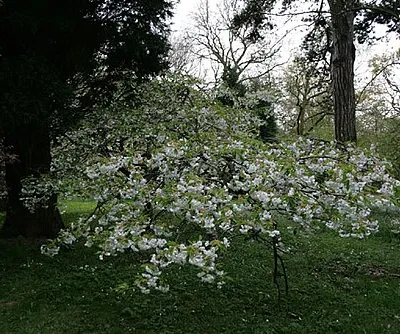 A Mount Fuji cherry in blossom