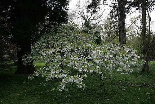 A Mount Fuji cherry in blossom