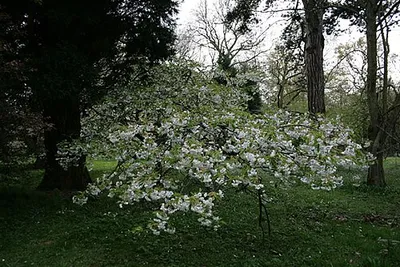 A Mount Fuji cherry in blossom