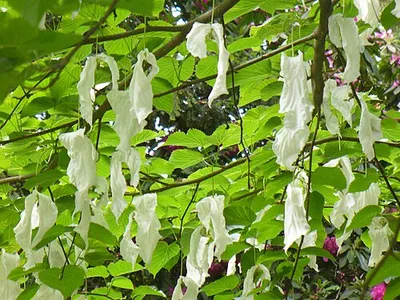 "Handkerchief Tree", Westonbirt