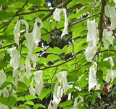 "Handkerchief Tree", Westonbirt