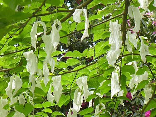 "Handkerchief Tree", Westonbirt