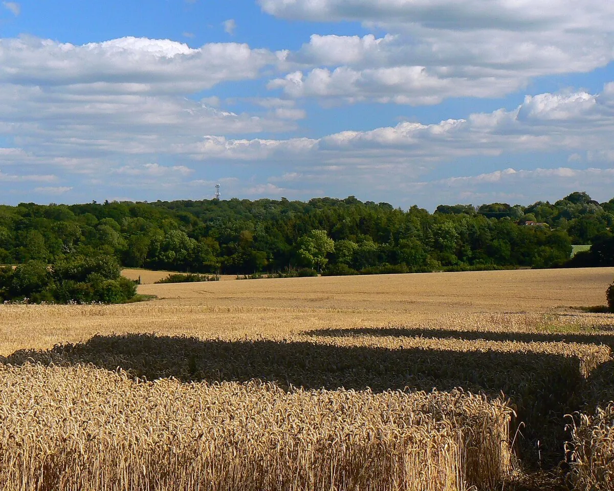 A wheatfield near Wickfield Farm, Shefford Woodlands