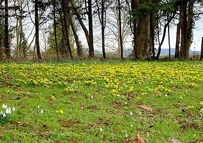 Aconites and snowdrops