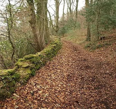 Bridleway, Blackstable Wood