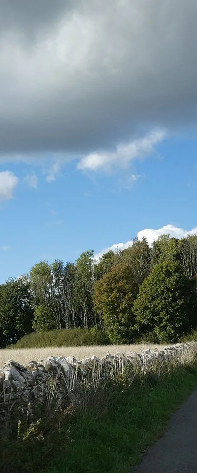 A triangle of woodland in the corner of a field