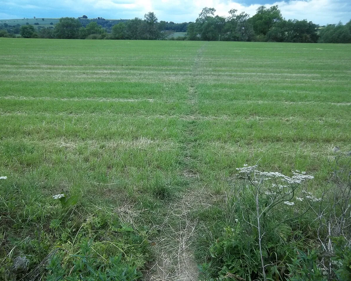 Across the field