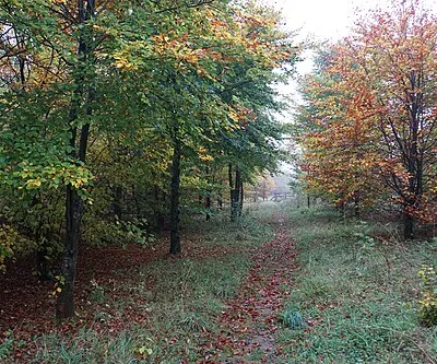Autumnal path in the Glyme valley