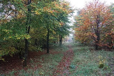 Autumnal path in the Glyme valley