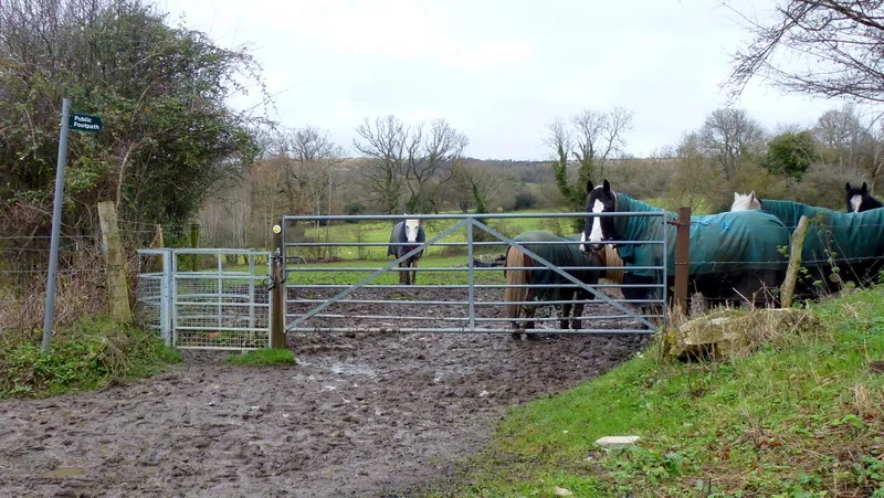 'Friends' waiting by a gate