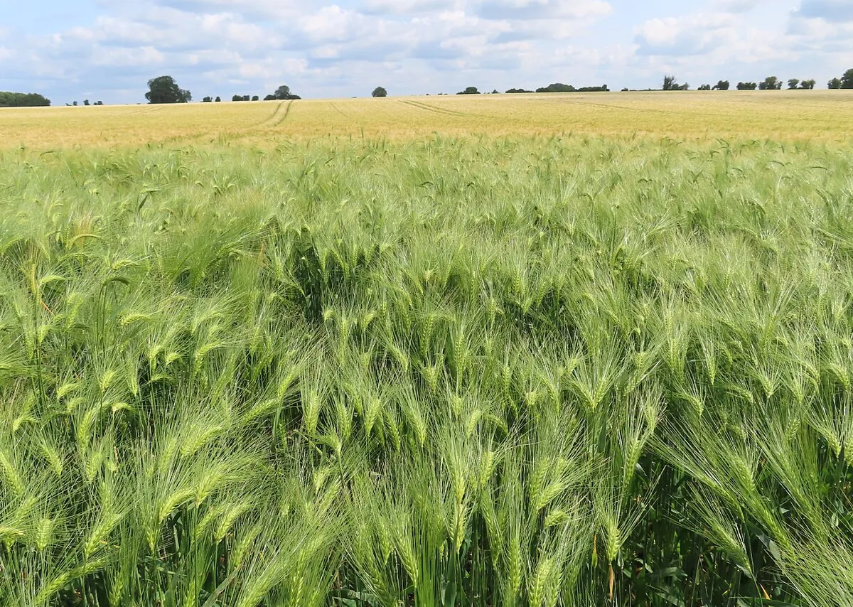 A field of barley
