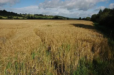 Barley beside the River Severn Field of barley beside the River Severn between Maisemore and Ashleworth.