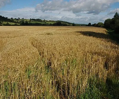Barley beside the River Severn Field of barley beside the River Severn between Maisemore and Ashleworth.