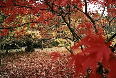 Westonbirt Arboretum - View through trees
Photo taken by and copyright Stuz.