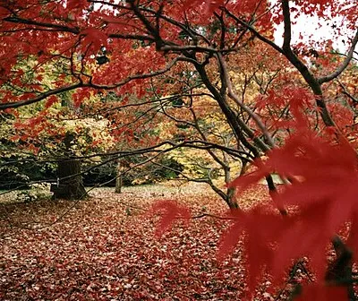 Westonbirt Arboretum - View through trees
Photo taken by and copyright Stuz.