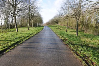 Avenue of trees, Forthampton