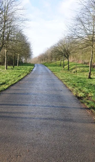 Avenue of trees, Forthampton