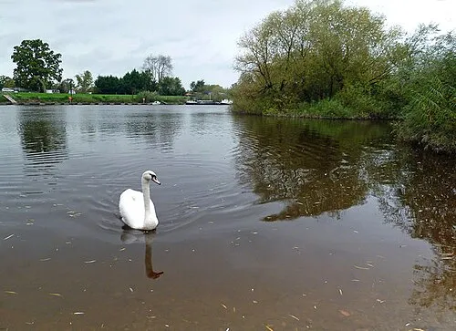 A Hopeful Swan
