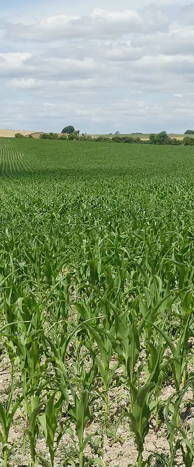 A poor maize crop, West Kennett