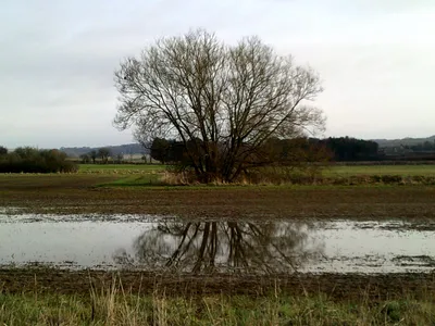 A tree reflected in a pool of water