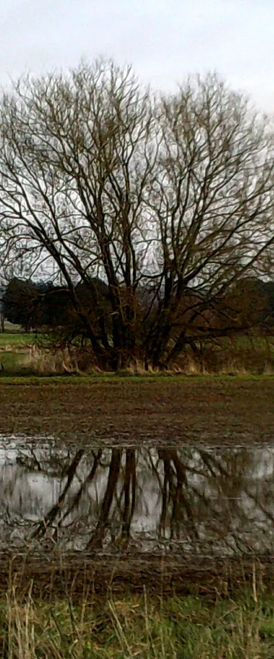 A tree reflected in a pool of water